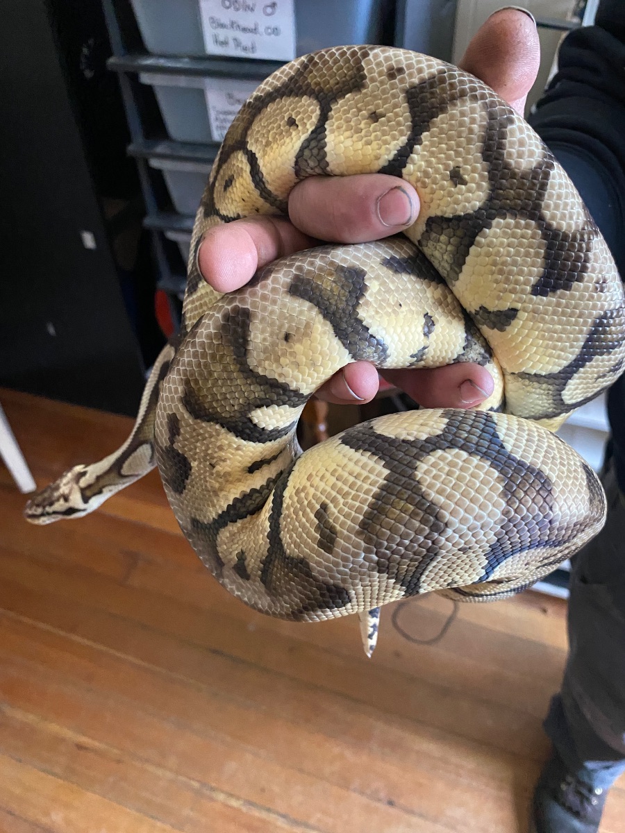Ball python