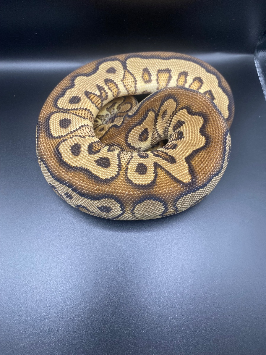 Ball python