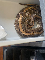 Ball python
