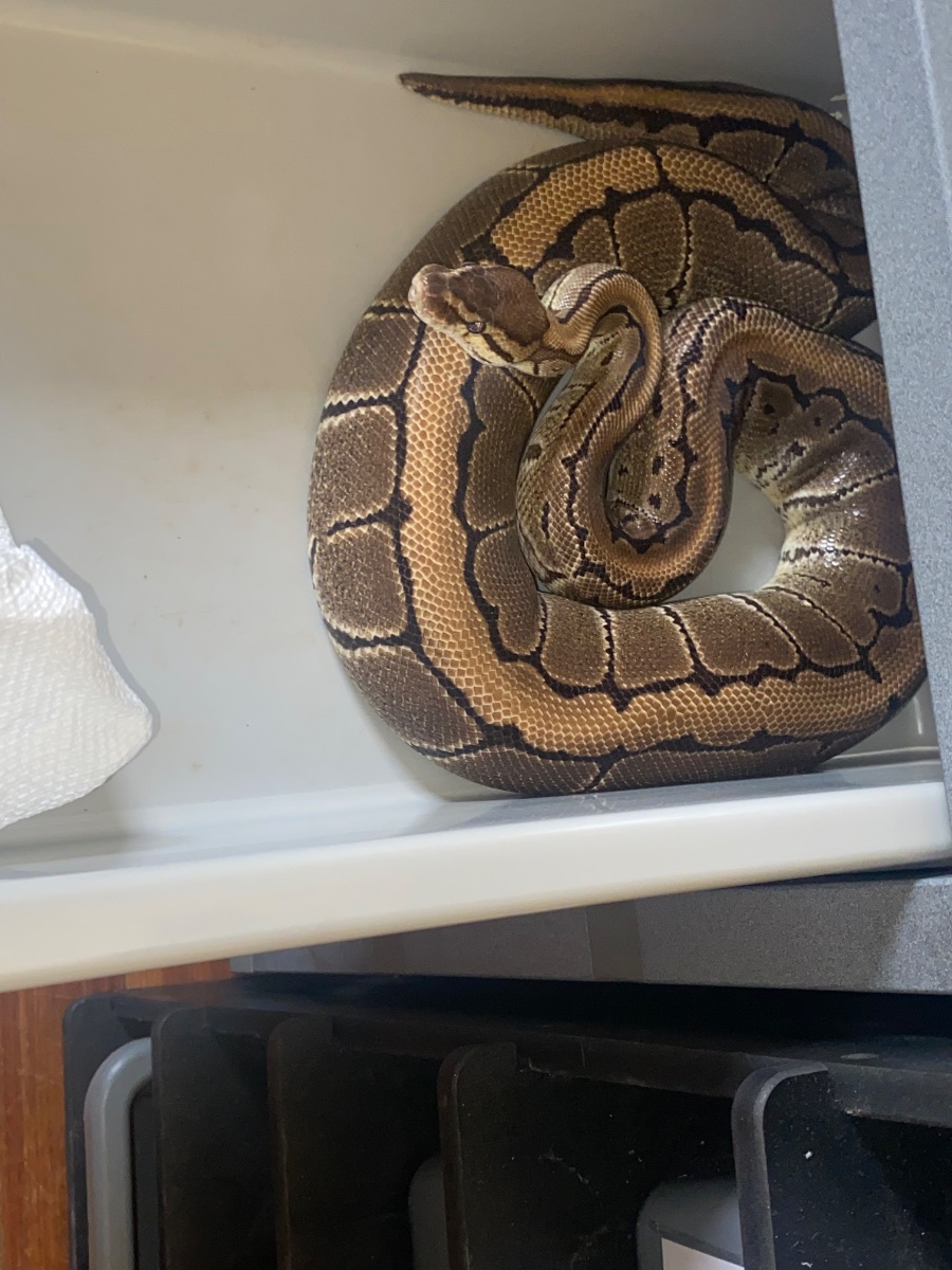 Ball python