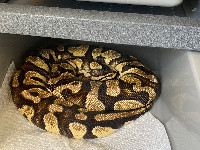 Ball python