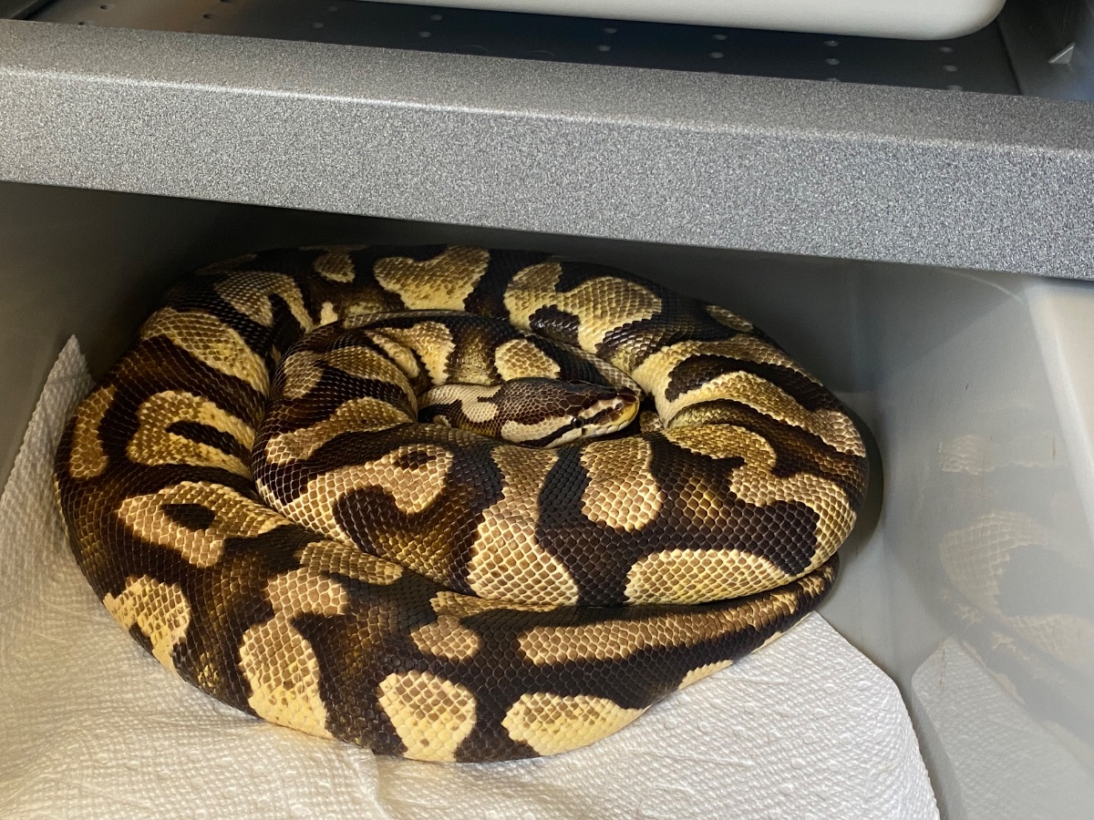 Ball python