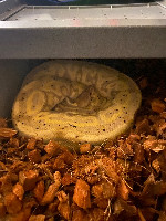 Ball python