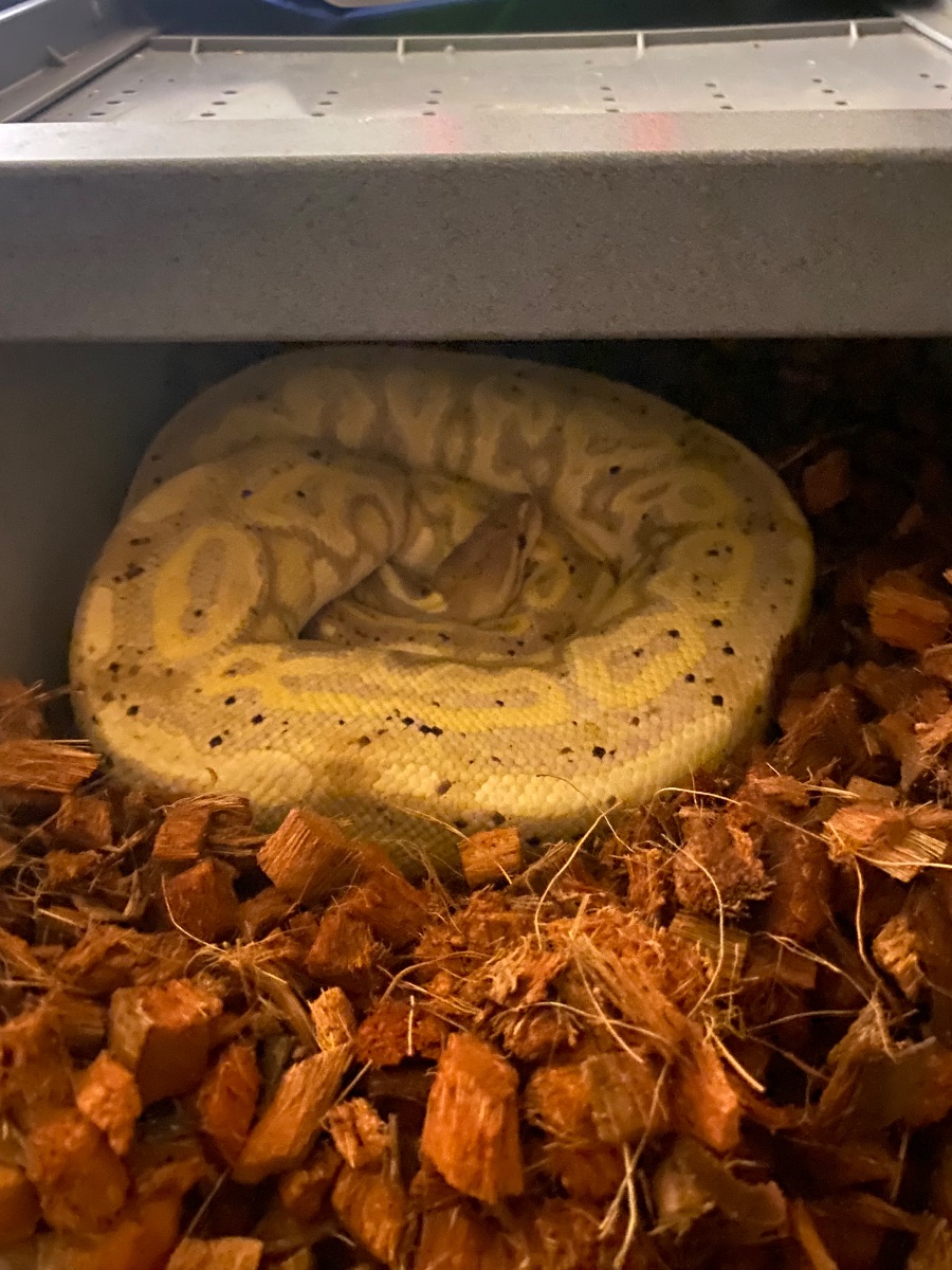 Ball python