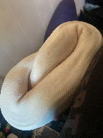 Ball python