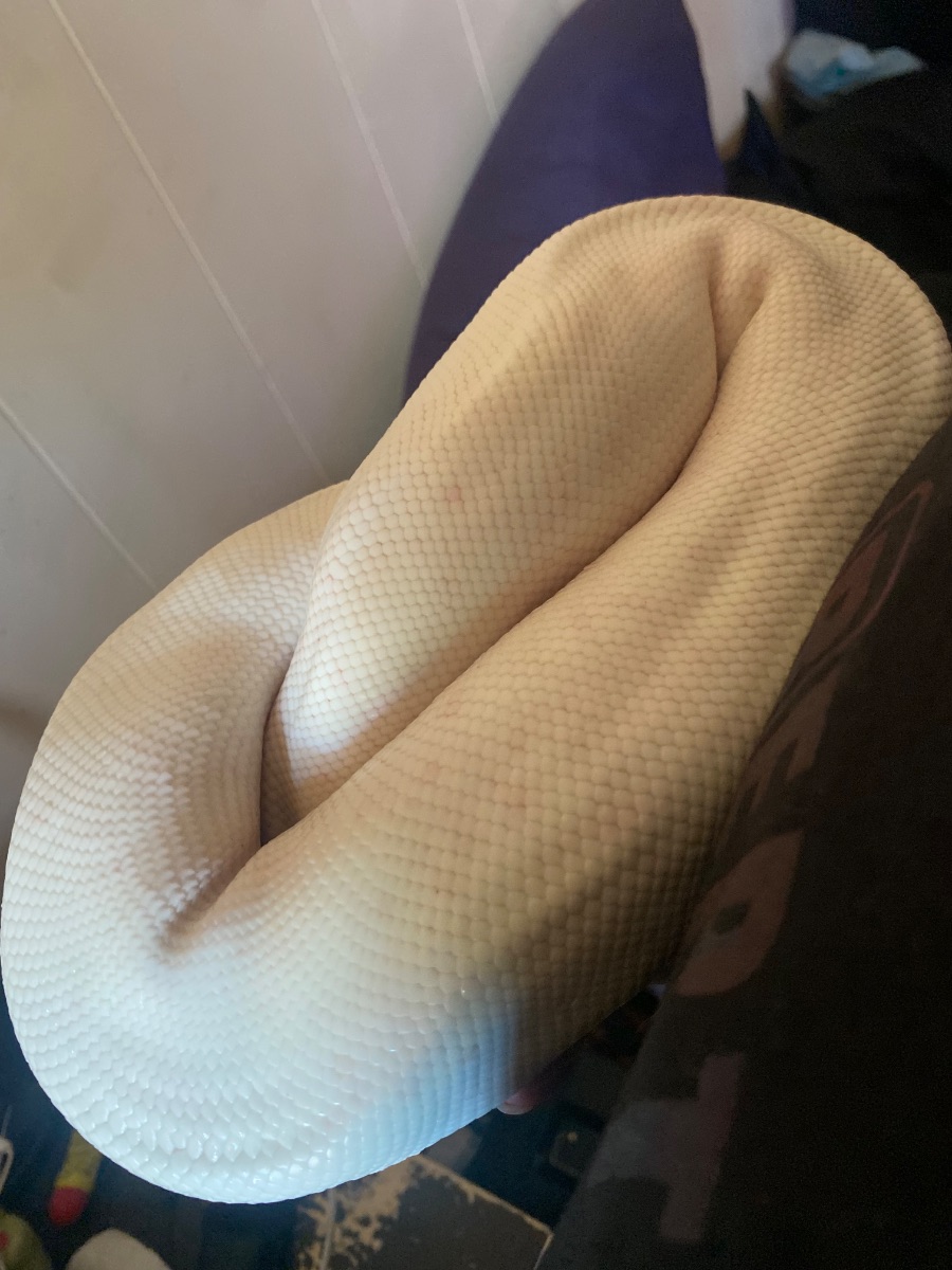 Ball python