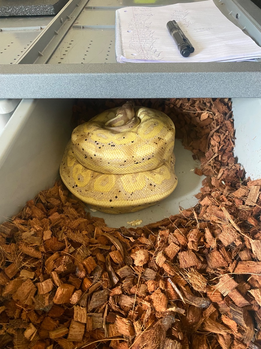 Banana