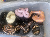 Ball python