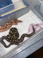 Banana pied hatchlings