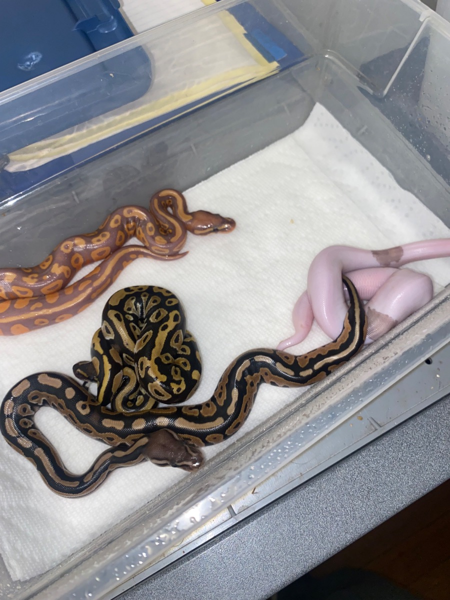 Banana pied hatchlings