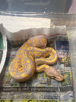 Ball python