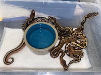 Hatchlings