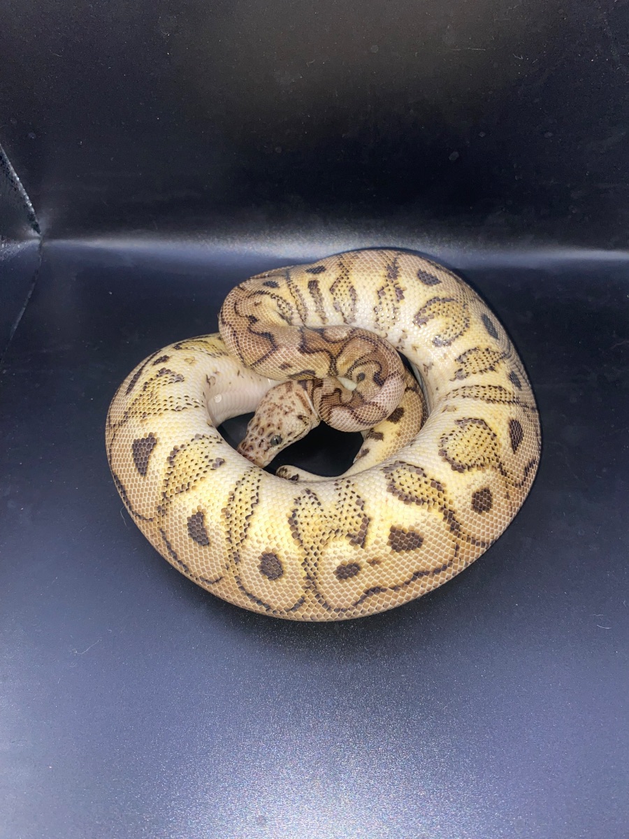 Ball python