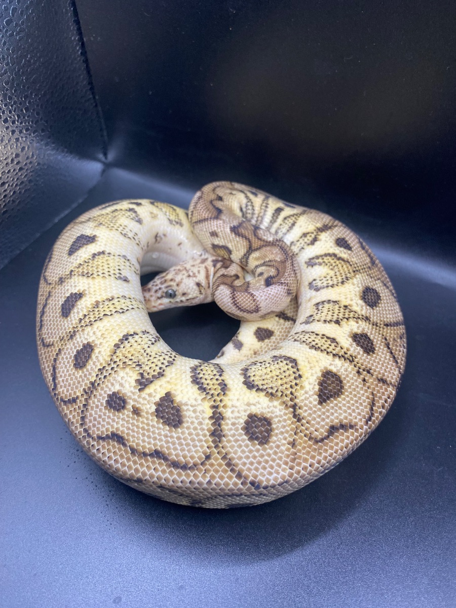 Ball python