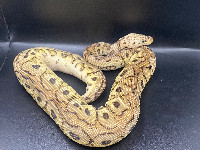 Ball python