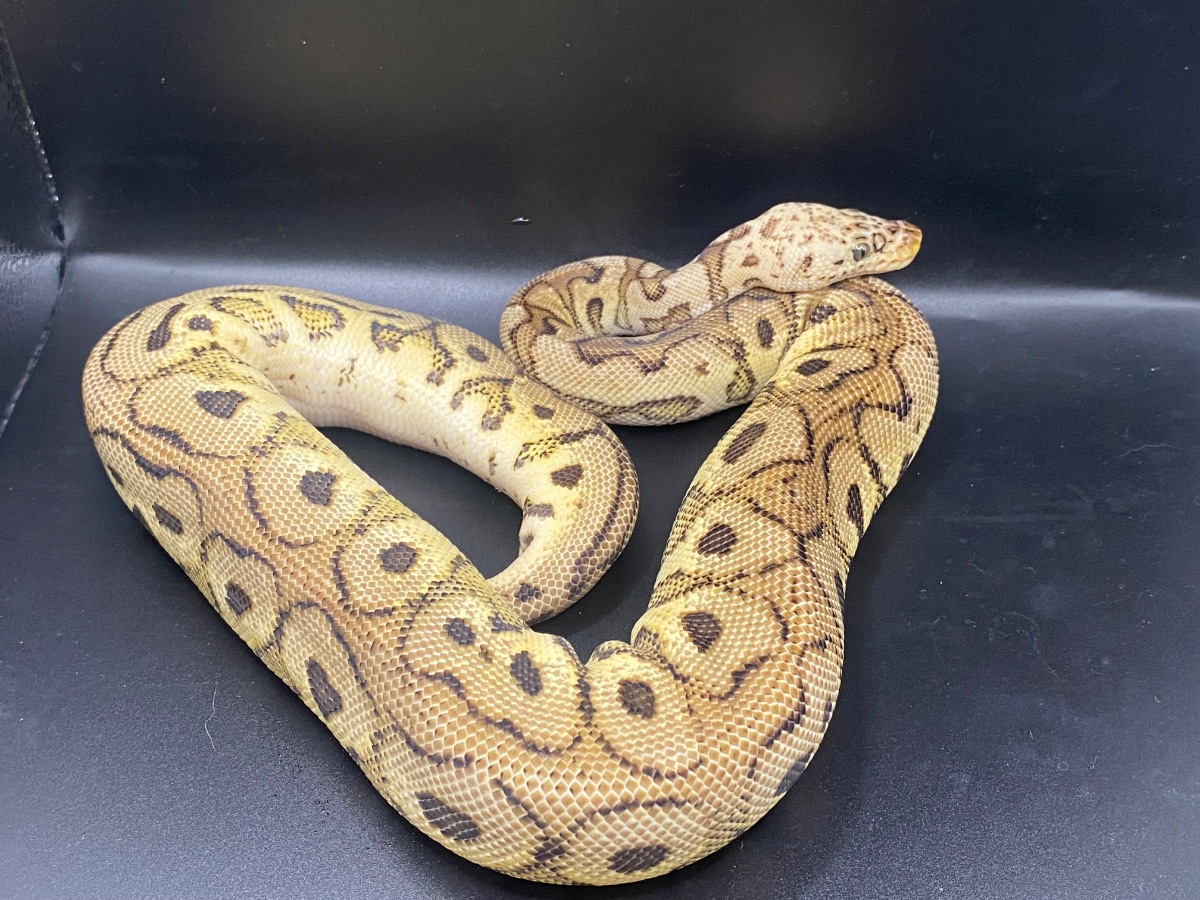 Ball python