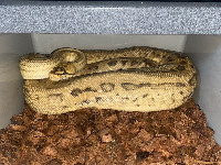 Ball python