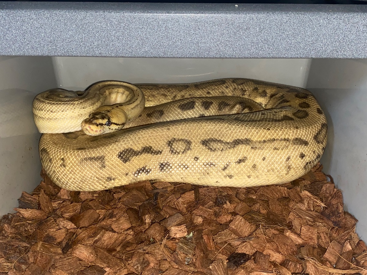 Ball python