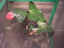 Enclosure