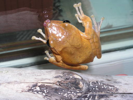 Borneo Golden Tree Frog