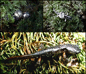 Ensatina