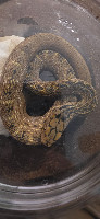 Chinese king ratsnake