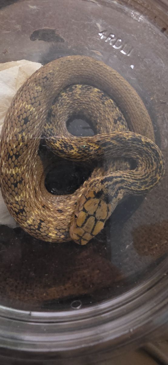 Chinese king ratsnake