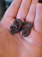 African house snake