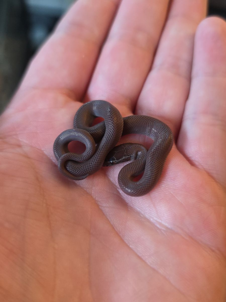 African house snake