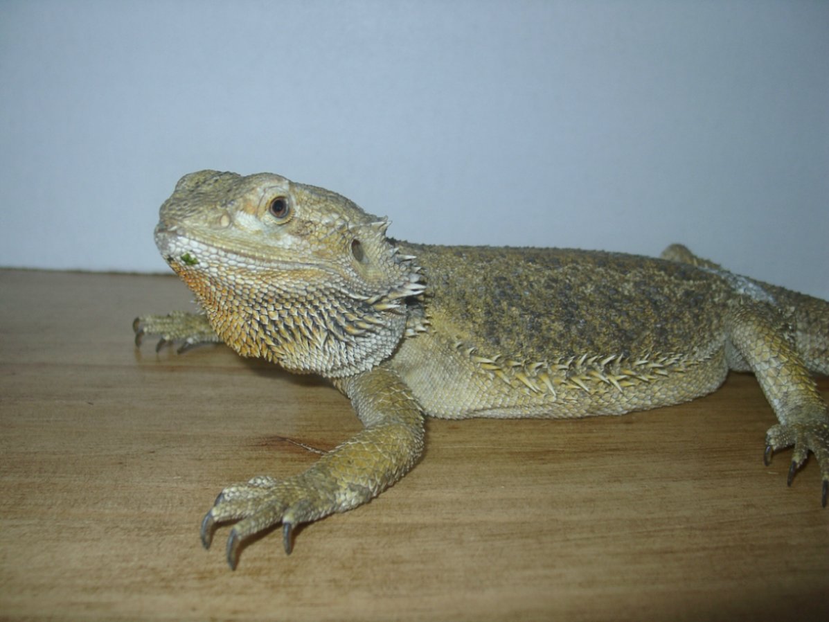 big girl