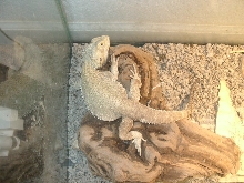 big guy
