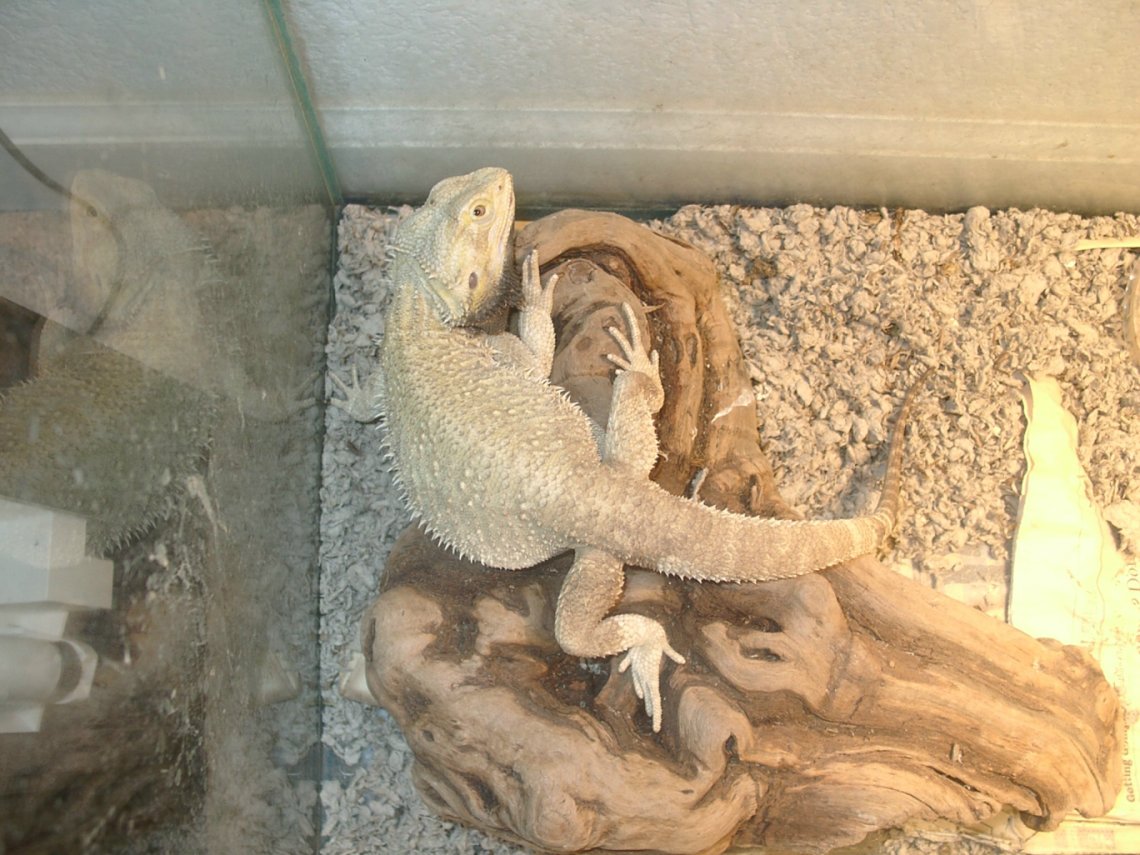 big guy