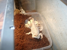 we have eggs