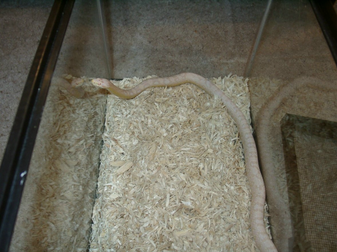 corn