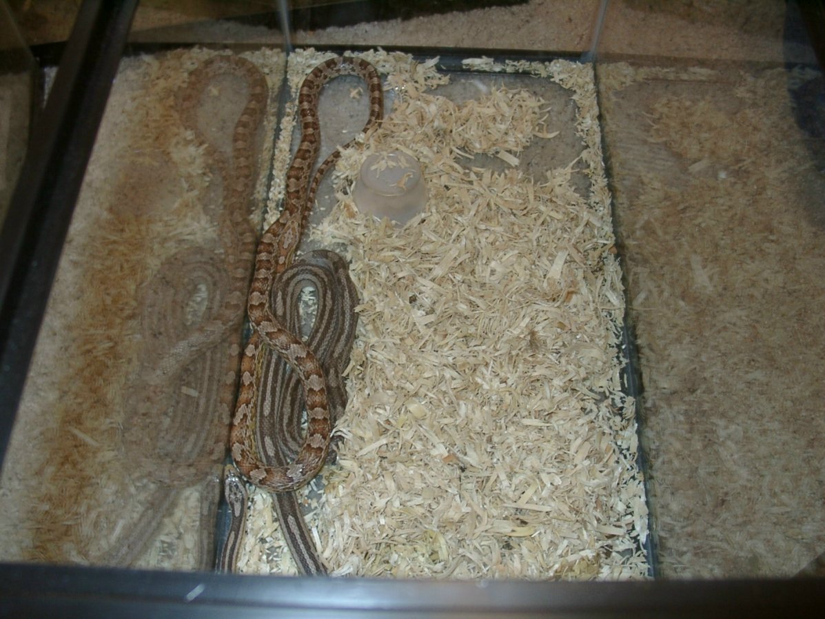 2 corns