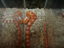 corn eating