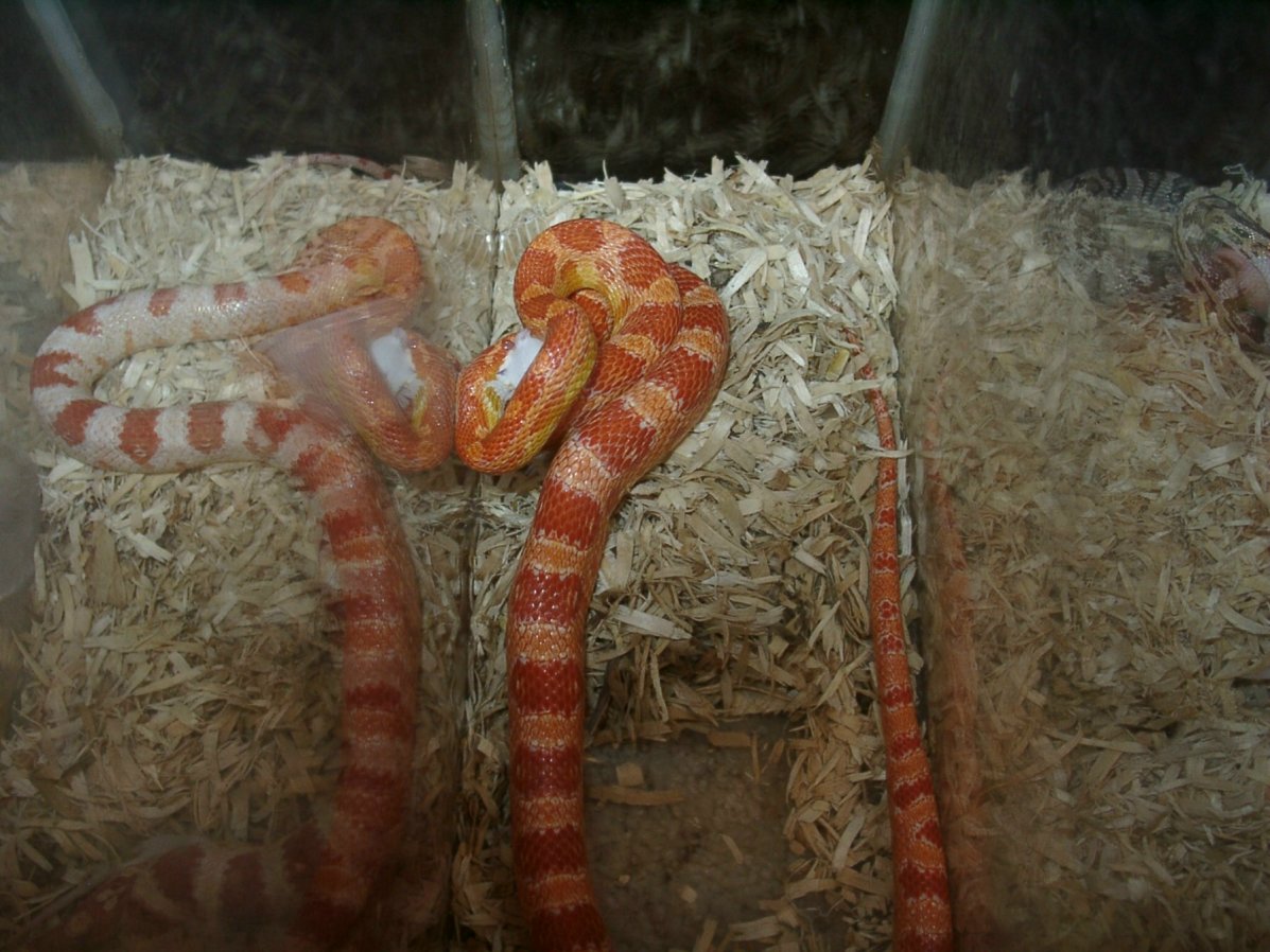 corn eating