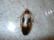 ? roach