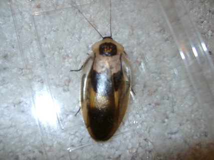 ? roach