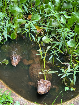 Cuvier’s Dwarf Caiman