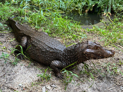 Male Cuvier’s Dwarf Caiman (Tank)