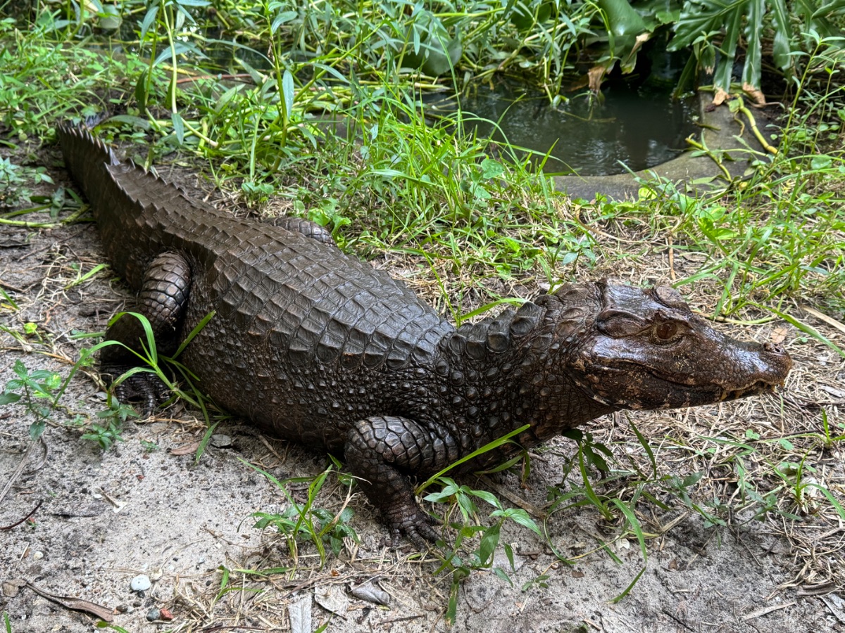 Male Cuvier’s Dwarf Caiman (Tank)