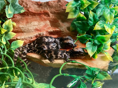 Cuvier’s Dwarf Caiman Hatchlings