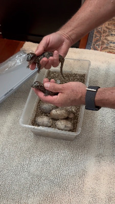 Hatchling Cuvier’s Dwarf Caimans