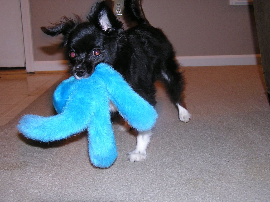 Toys are fun!