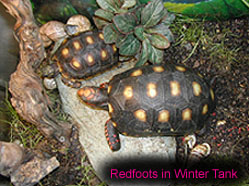 Redfoots