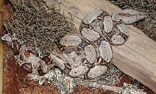 Boa constrictor