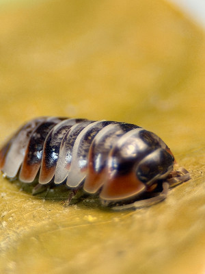 Armadillidium klugii