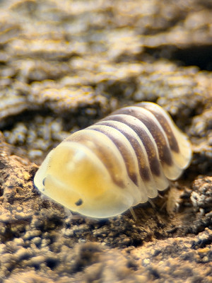 Cubaris sp.