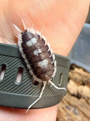 Porcellio